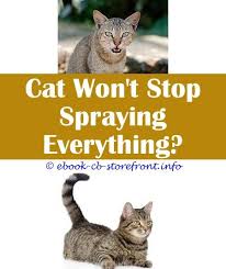 9 Surprising Tricks How To Get Cat Spray Smell Out Spray To Keep Cats Away From Yard Cat Spraying But Neutered Spayed Cats Still Spraying Essential Oi Admirable