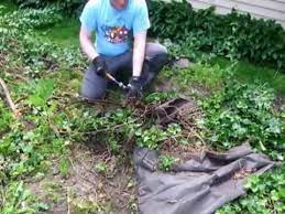 Glyphosate is a very popular chemical herbicide (sold under the brand name of roundup). Remove Bushes The Easy Way No Digging Youtube