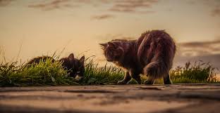 Cara merawat kucing anggora putih; Arti Sebenarnya Mimpi Melihat Kucing Berantem Menurut Islam