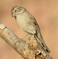 Birds Of The Southwest United States Cassin S Sparrow Found In The Southwest United States To Mexico Bird Photo Great Hobbies My Best Friend