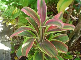 Early summer 'til first frost. Adding Tropical Colors Hawaiian Ti Plant Cordyline Fruticosa Tropics Home
