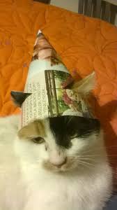 Sapkali Kedi Kedi