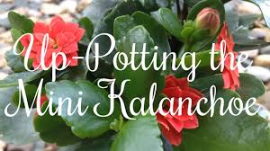 Up Potting The Mini Kalanchoe Youtube