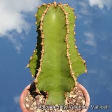 Image result for Euphorbia cooperi