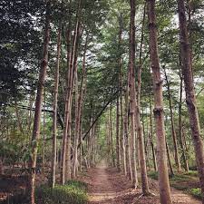 沒有老虎也沒有西瓜之虎山林場森林步道 西瓜山 gowild 夠野 gowild夠野 虎山林場 虎山森林步道 虎山 西瓜山 西瓜山森林步道