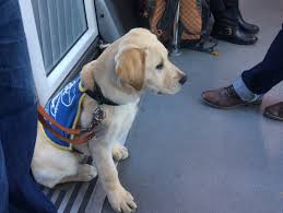 Vous souhaitez vous informer sur les conditions pour le devenir, et être mis en contact avec l'association de chiens guides la plus proche de chez vous, merci de remplir le formulaire si dessous. L Association Des Chiens Guides D Aveugles De Lyon Toujours A La Recherche De Familles D Accueil