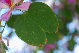Image result for Bauhinia variegata