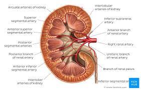 A man has a renal blood flow of 500 ml/ min. Kidneys Anatomy Function And Internal Structure Kenhub