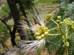Image result for Albizia odoratissima
