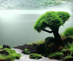 Best Java Moss Tank Ideas Aquascape Paludarium Blog Aquascape Aquascape Design Floating Plants