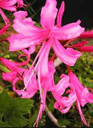 Nerines Flowers Plants Lei Necklace