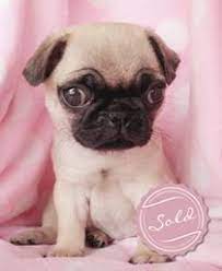 All our pug babies are sent home microchipped with akc reunite & puppy baskets containing smart pet love suggle puppy for a smooth transition and more. Pug Puppies For Sale At Teacups Puppies In South Florida Pug Puppies Baby Pugs Baby Pugs For Sale