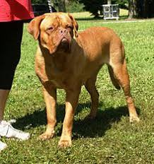 Dogue De Bordeaux Wikipedia