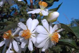 Image result for Achariaceae