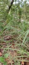Image result for Eragrostis echinochloidea