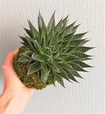 Aloe vera bitkisi konusundaki en büyük sorulardan birisi ise nasıl yetiştirildiğine dair oluyor. Aloe Aristata Sukulent Bitki Satisi 23 70 Tl