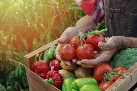 Market gardening in our future? Bonnie Plants Garden Plants For Your Vegetable Garden Or Herb Garden