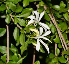 Image result for Turraea obtusifolia