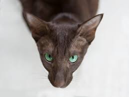 Fei Oriental Shorthair Cat Breed Cat Pages Cbwp 4 Oriental Shorthair Cats Cats Dobby Cat
