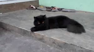 Jenis kucing anggora berwarna coklat tua. 5 Fakta Kucing Anggora Hitam Serta Langkah Merawatnya