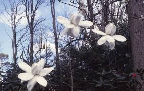 Image result for Magnolia White 1980 Amos and Sons