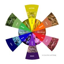 Color Scheming Using Color Theory To Create Harmonious Foliage Combinations July 1 2012 By Formandfoliage 9 Comments Color Plant Design Colorful Garden