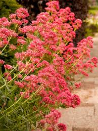 Image result for Centranthus
