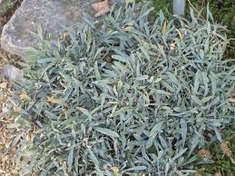 Image result for Cyclocarpa