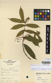 Image result for Motandra