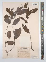 Image result for Monanthotaxis orophila