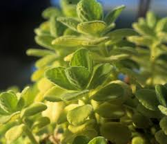 Image result for Coleus cylindraceus