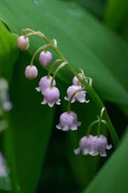 Convallaria majalis rosea | Avon Bulbs