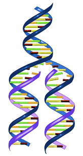 34 a a dna molecule. Https Www Oakparkusd Org Cms Lib5 Ca01000794 Centricity Domain 307 12 1 20and 2012 2 20dna 20and 20dna 20replication Pdf