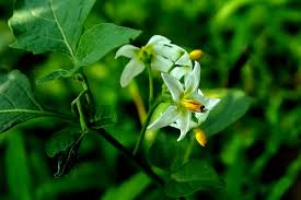 Image result for Solanum giganteum