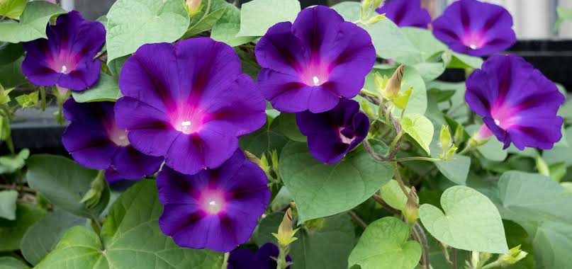 Ipomoea purpurea - Common morning glory | Plants in Particular