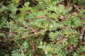 Image result for Indigofera colutea
