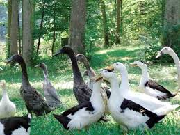 Raising ducks isn't difficult with some research about your options and a safe living space for them to roam. The Benefits Of Raising Ducks