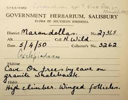 Image result for Schizostephanus alatus