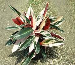 Propagation Bird Of Paradise Rhizome Pretty Tropical House Plant Plants Tropical House Plants Plant Care
