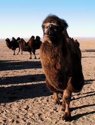 To ride a camel, sit between the humps, so it's much safer. Gobi Desert A Mongolian Camel