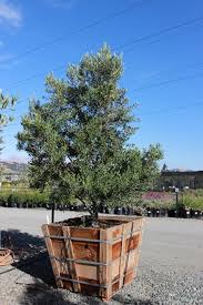 Image result for Olea