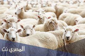 ماذا نقول عند ذبح الاضحية ، فإنّه على المضحي أن يعرف ما هي الآداب الذي عليه مراعاتها عند ذبح الأضحية وهي ما يُسمى بآداب الذَّكاة والذَّكاة هي النحر أو الذبح وتتلخص هذه الآداب في. Ù…Ø§Ø°Ø§ ÙŠÙ‚Ø§Ù„ Ø¹Ù†Ø¯ Ø°Ø¨Ø­ Ø§Ù„Ø£Ø¶Ø­ÙŠØ© Ø¥Ø³Ù„Ø§Ù… ÙˆÙŠØ¨ Ø§Ù„Ù…ØµØ±ÙŠ Ù†Øª