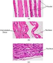 Image result for Muscle Tissue