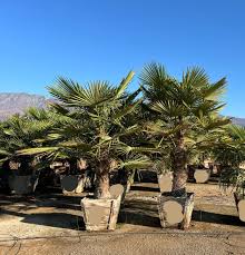 Image result for Macrozamia communis