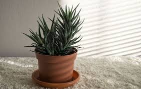 Fittonia plant this tiny houseplant—or otherwise known as nerve plant—is sensitive to strong, direct sunlight and will quickly suffer from leaf burn. 11 Plants That Don T Need Water Easy Waterless Plants To Grow