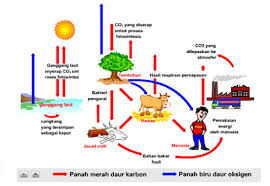Siklus produksi siklus produksi diajukan untuk memenuhi tugas mata kuliah sistem informasi akuntansi dosen pengampu : Laporan Ekologi Umum Daur Karbon Minuezie