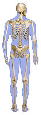 Vertebrates have a backbone or a spinal column. Human Back Bones Back Of Human Skeleton Dk Find Out