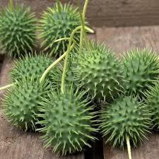 Image result for Cucumis hirsutus