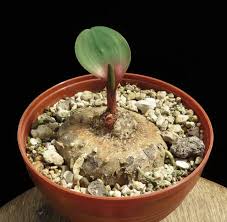 Image result for Eriospermum mackenii