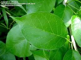 Image result for bodock tree picture